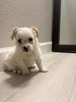 Teddy, a male Maltipoo for sale in Houston, TX – 1 of 4