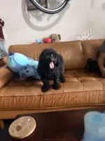 Lola , a female Maltipoo for sale in Houston, TX – 2 of 3