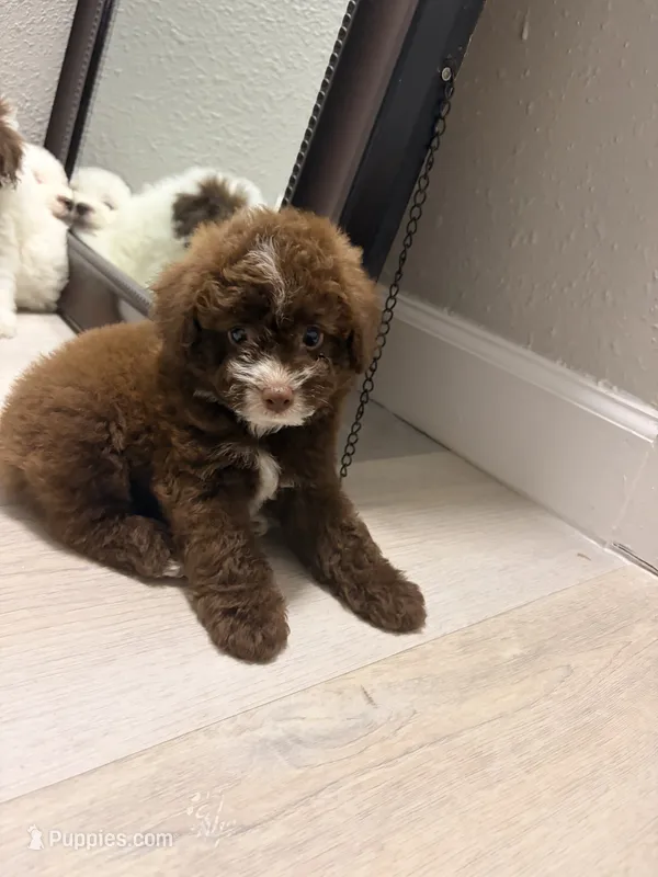Lucky – Poodle - Miniature  puppy for sale in Houston, TX