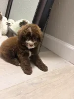 Lucky, a male Poodle - Miniature  for sale in Houston, TX – 1 of 3