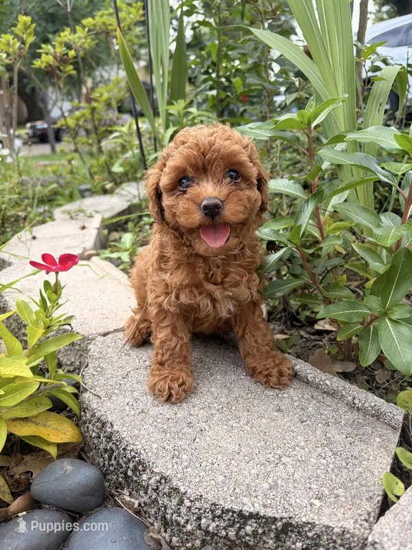 Bella  – Poodle - Miniature  puppy for sale in Houston, TX