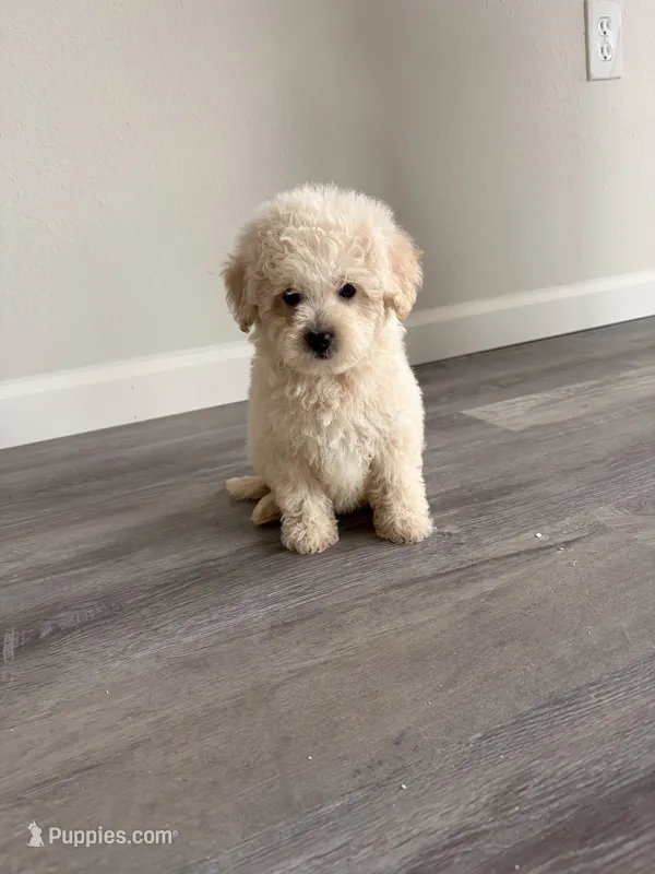 Ruby  – Maltipoo puppy for sale in Houston, TX