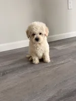 Ruby , a female Maltipoo for sale in Houston, TX – 1 of 4