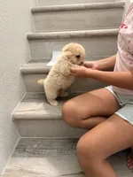 Bisquit , a male Maltipoo for sale in Houston, TX – 5 of 5