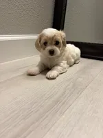 Rufus, a male Maltipoo for sale in Houston, TX – 1 of 4