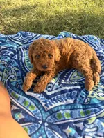 Apollo , a male Poodle - Miniature  for sale in Houston, TX – 4 of 8