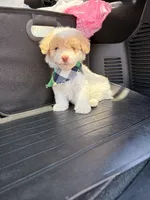 Ollie , a male Maltipoo for sale in Houston, TX – Photo 4 of 4