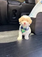 Ollie , a male Maltipoo for sale in Houston, TX – Photo 3 of 4