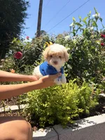 Ollie , a male Maltipoo for sale in Houston, TX – Photo 2 of 4