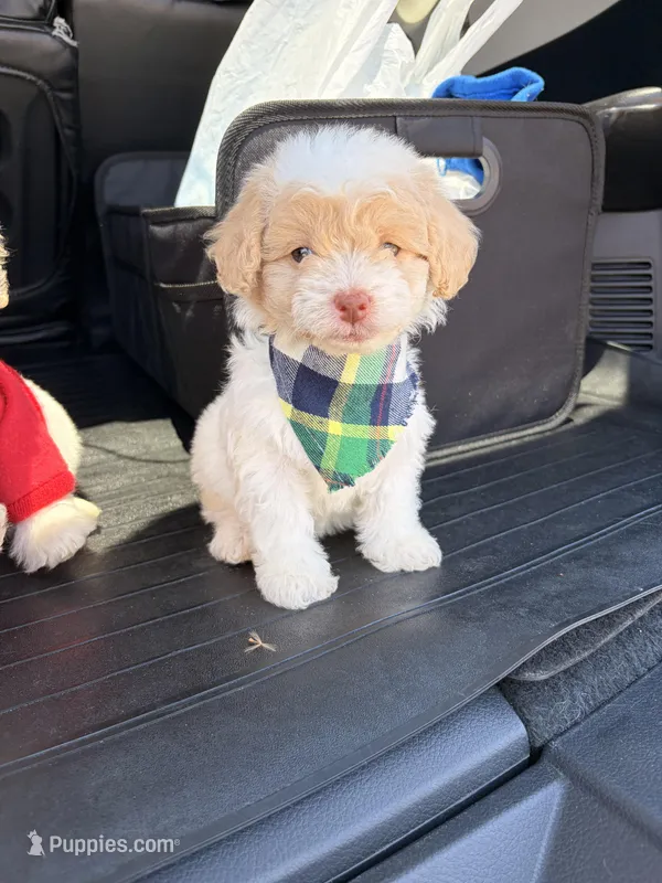 Ollie  – Maltipoo puppy for sale in Houston, TX