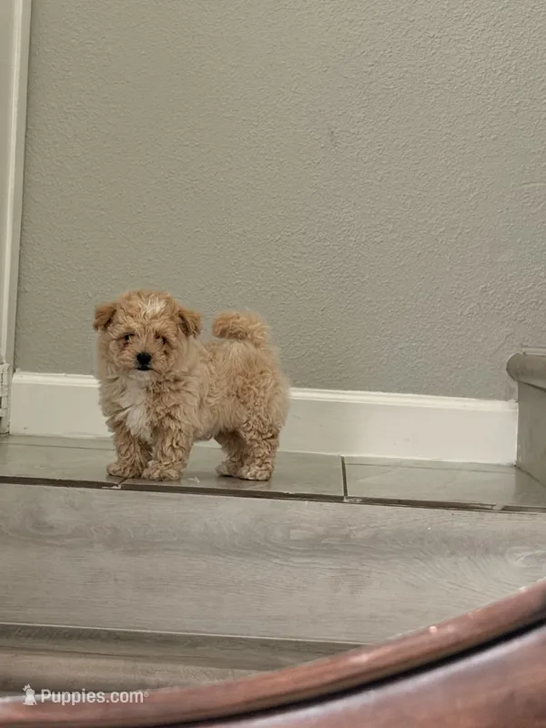 Bisquit  – Maltipoo puppy for sale in Houston, TX