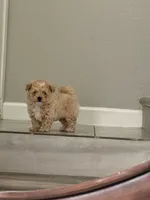 Bisquit , a male Maltipoo for sale in Houston, TX – 1 of 5