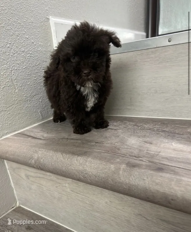 Max – Maltipoo puppy for sale in Houston, TX