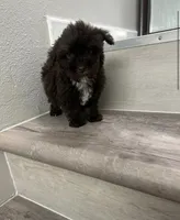 Max, a male Maltipoo for sale in Houston, TX – 1 of 3