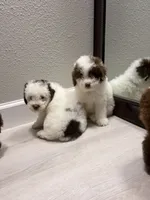 Patches, a male Poodle - Miniature  for sale in Houston, TX – 6 of 7