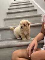 Bisquit , a male Maltipoo for sale in Houston, TX – 3 of 5