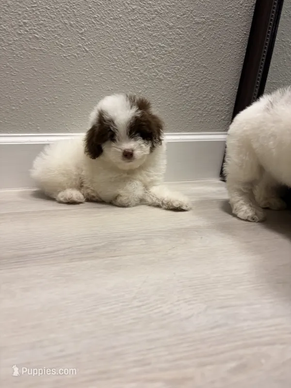 Patches – Poodle - Miniature  puppy for sale in Houston, TX