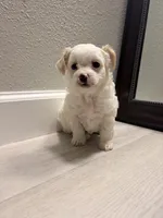 Teddy, a male Maltipoo for sale in Houston, TX – 2 of 4