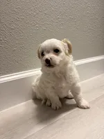 Teddy, a male Maltipoo for sale in Houston, TX – 3 of 4