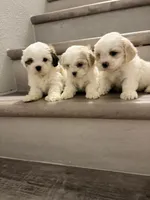 Luke , a male Shih Tzu for sale in Houston, TX – 2 of 3