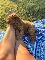 Apollo , a male Poodle - Miniature  for sale in Houston, TX – 6 of 8