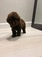 Coco, a male Poodle - Miniature  for sale in Houston, TX – 2 of 6