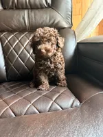 Ollie , a male Poodle - Miniature  for sale in Houston, TX – 2 of 7
