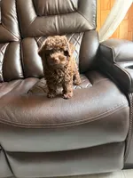 Ollie , a male Poodle - Miniature  for sale in Houston, TX – 7 of 7
