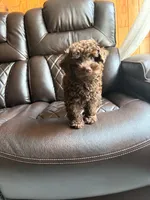 Ollie , a male Poodle - Miniature  for sale in Houston, TX – 1 of 7