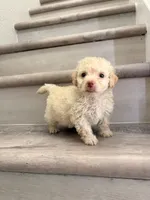 Poppy, a male Maltipoo for sale in Houston, TX – 2 of 7