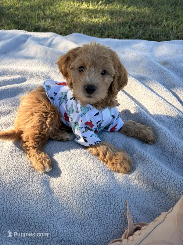 Waffles  – Miniature Goldendoodle puppy for sale in Houston, TX