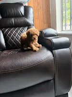 Chloe, a female Poodle - Miniature  for sale in Houston, TX – 2 of 6