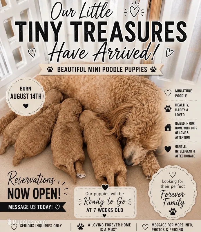 Red – Poodle - Miniature  puppy for sale in Houston, TX