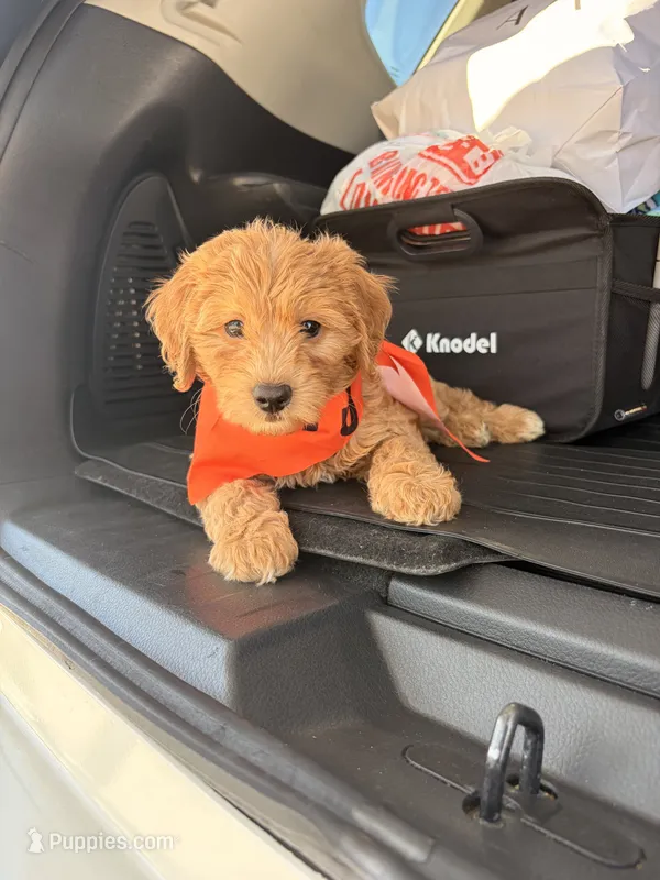 Waffles  – Miniature Goldendoodle puppy for sale in Houston, TX