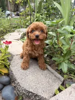 Bella , a female Poodle - Miniature  for sale in Houston, TX – 2 of 4