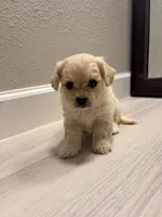 Tiny, a male Maltipoo for sale in Houston, TX – 3 of 5