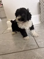 Luna , a female Maltipoo for sale in Houston, TX – 2 of 5