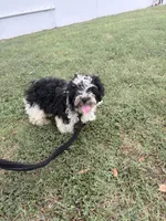 Oreo , a male Shih Tzu for sale in Houston, TX – 2 of 2
