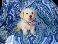 Toby , a male Maltipoo for sale in Houston, TX – 5 of 7
