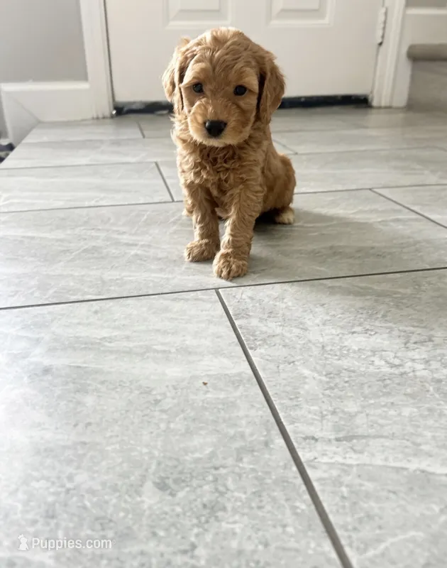 Red, a male Poodle - Miniature  for sale in Houston, TX – 1 of 1