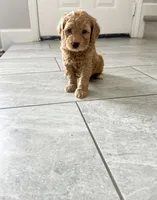 Red, a male Poodle - Miniature  for sale in Houston, TX – 1 of 1