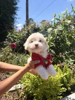 Lola , a female Maltipoo for sale in Houston, TX – Photo 2 of 2