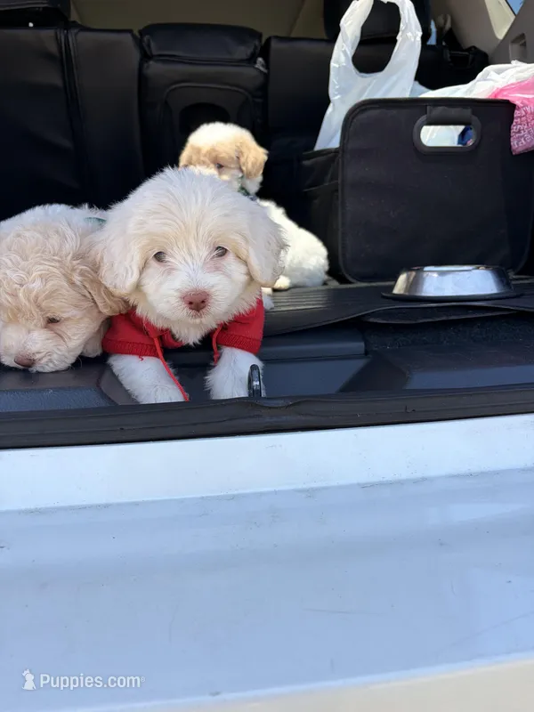 Lola  – Maltipoo puppy for sale in Houston, TX