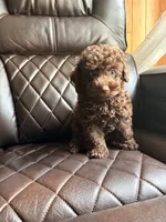 Ollie , a male Poodle - Miniature  for sale in Houston, TX – 3 of 7