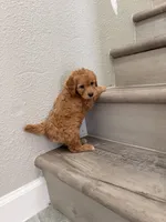 Red, a male Poodle - Miniature  for sale in Houston, TX – 2 of 5