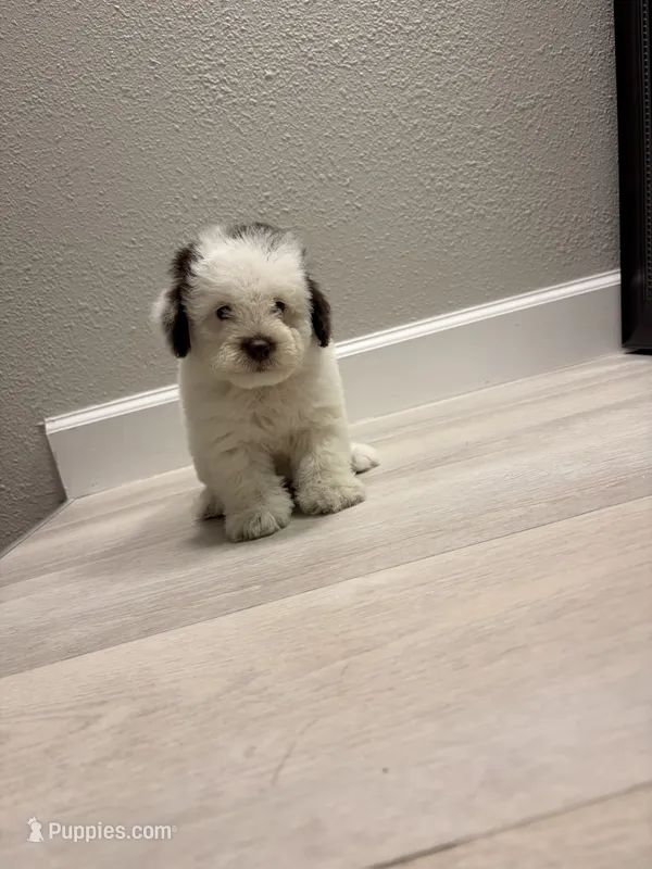 Ace  – Poodle - Miniature  puppy for sale in Houston, TX