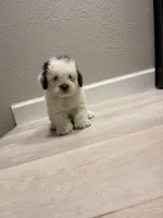 Ace , a male Poodle - Miniature  for sale in Houston, TX – 1 of 8