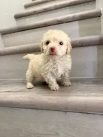 Poppy, a male Maltipoo for sale in Houston, TX – 5 of 7