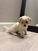 Rufus, a male Maltipoo for sale in Houston, TX – 4 of 4