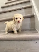 Poppy, a male Maltipoo for sale in Houston, TX – 7 of 7
